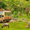 TOUR PHÚ QUỐC SAFARI - VINPEARL 3N3Đ